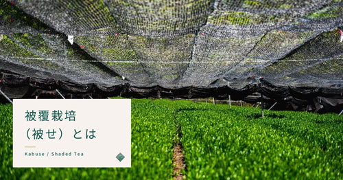 被覆栽培（被せ）とは？玉露・かぶせ茶・抹茶の旨味を生む栽培方法を解説